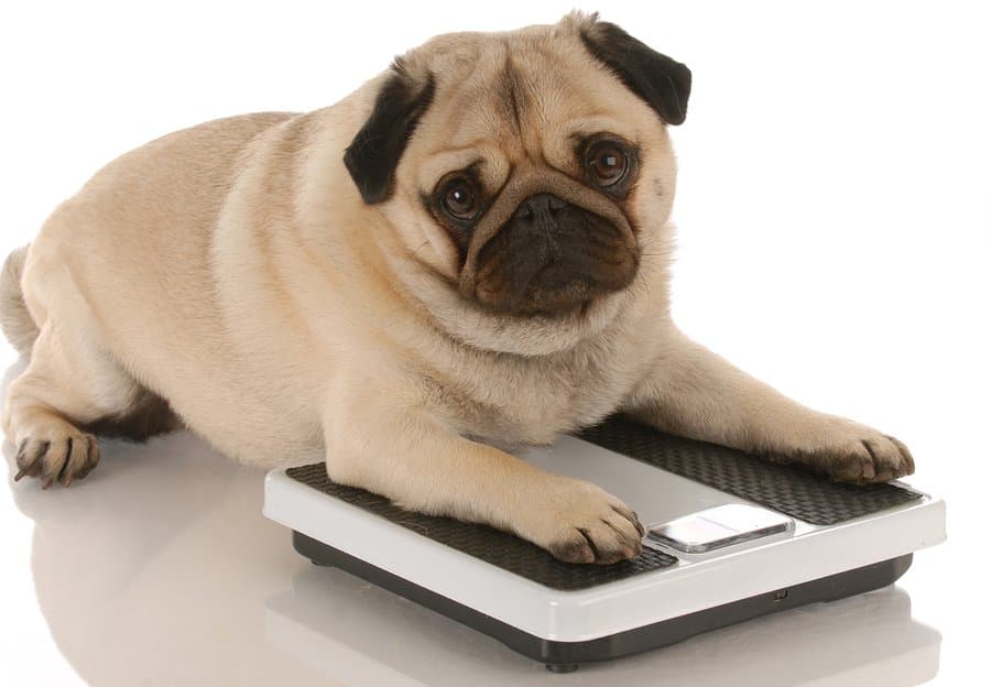 Pet weight management service