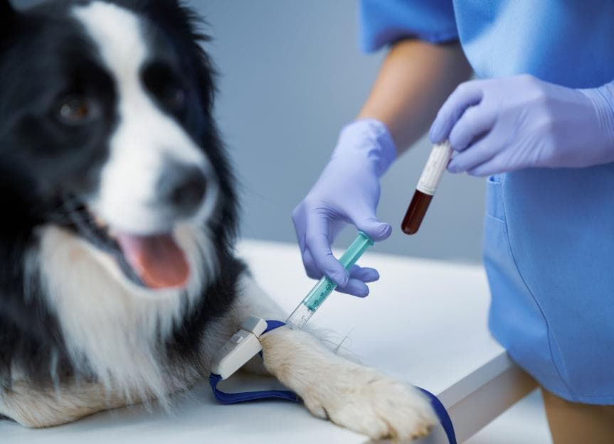 Veterinary blood testing